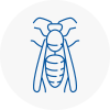 Axminster Wasp Nest Removal